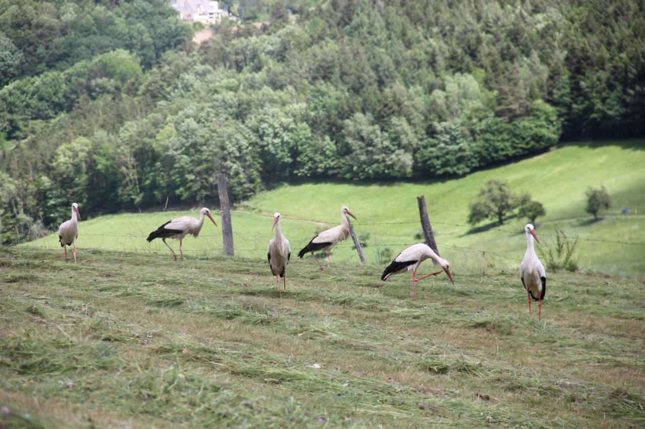 La Colline Du Baa - Maison D'Hotes D'Exception Lapoutroie Kültér fotó